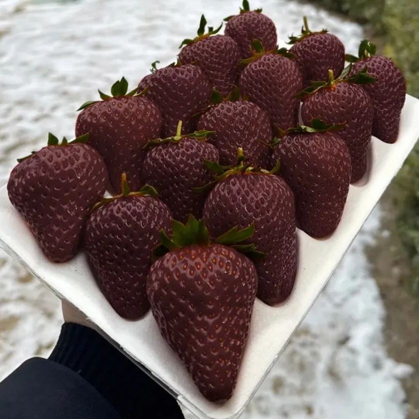 True Red Meiling Strawberries Seeds