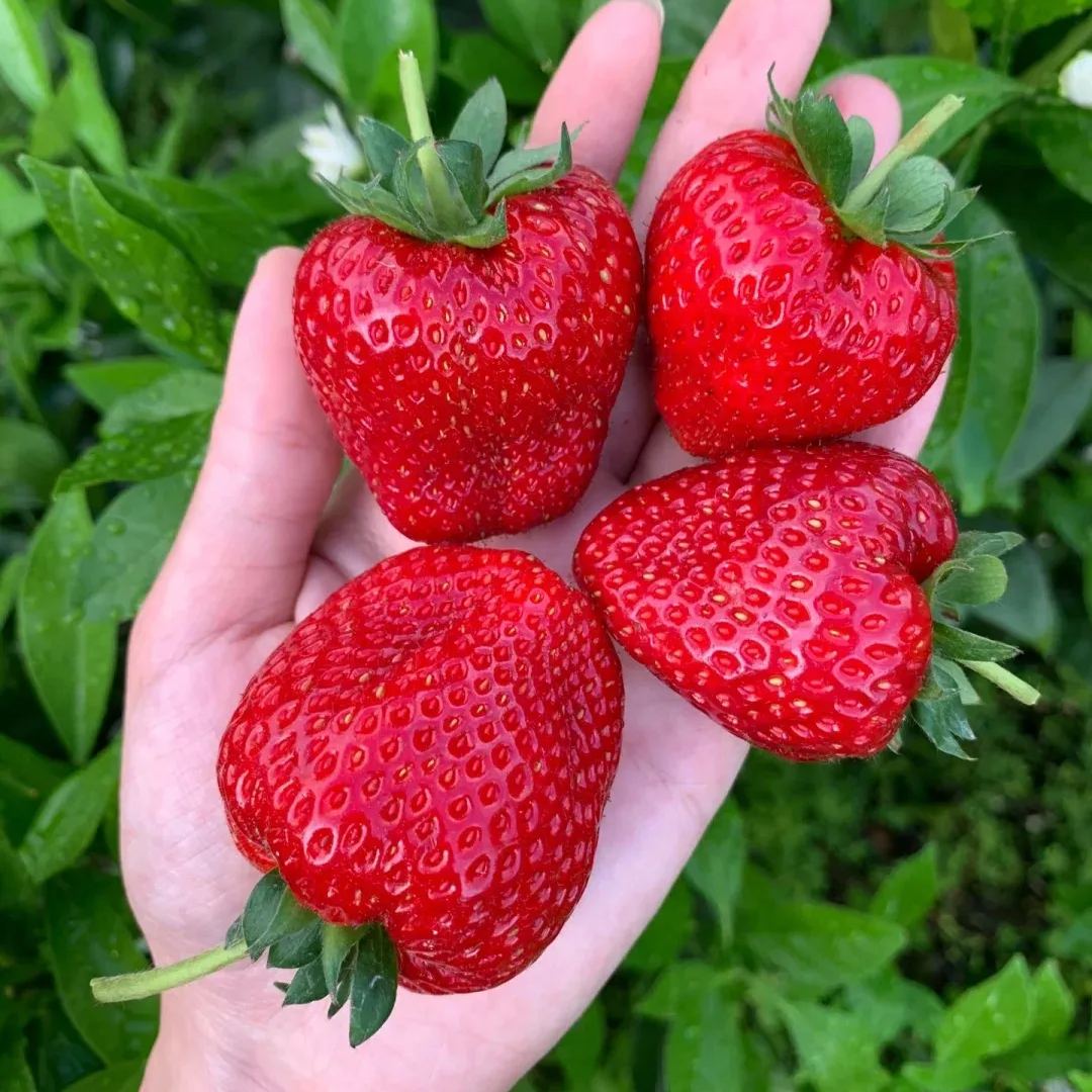 Xuan Yu Strawberry Seeds