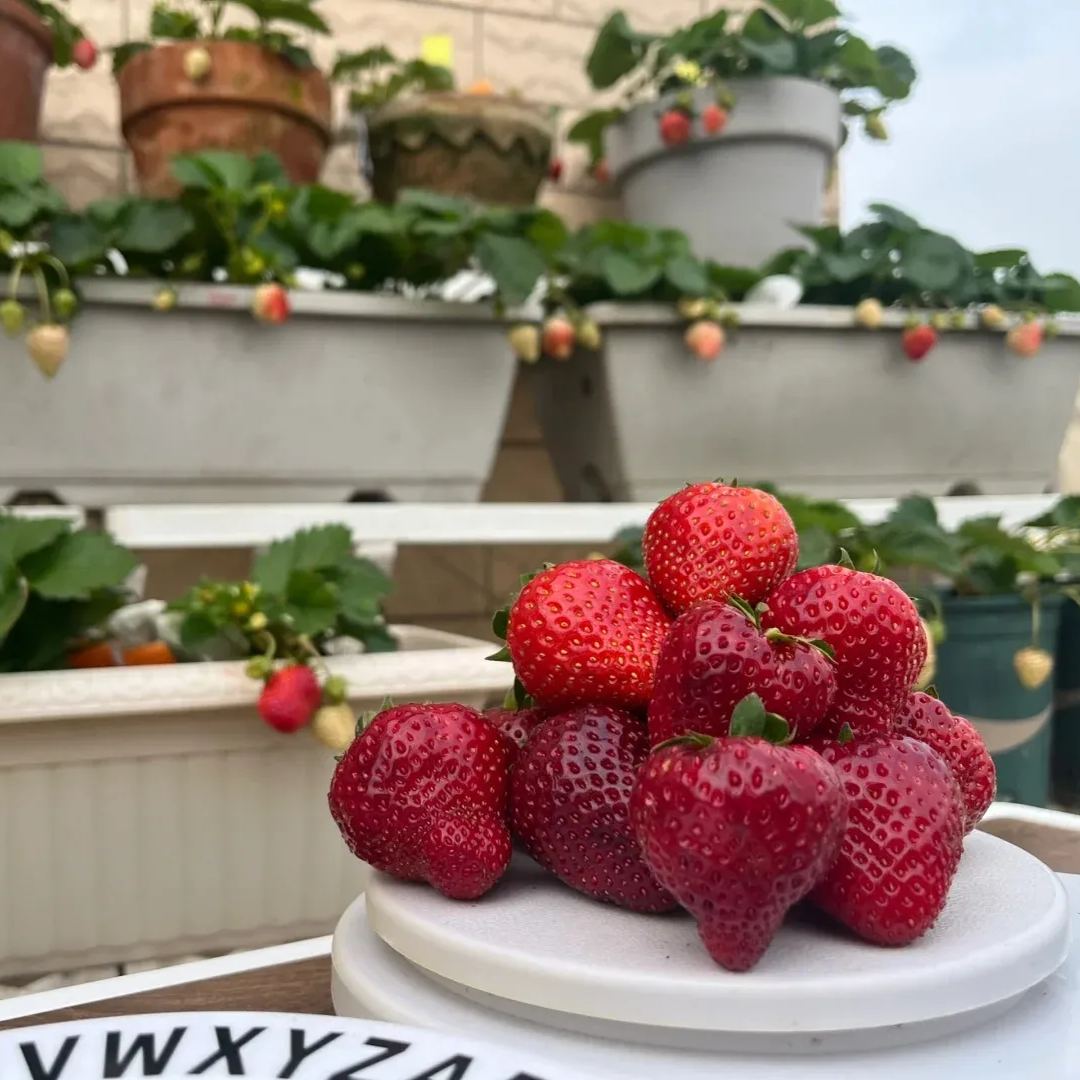 Xuan Yu Strawberry Seeds