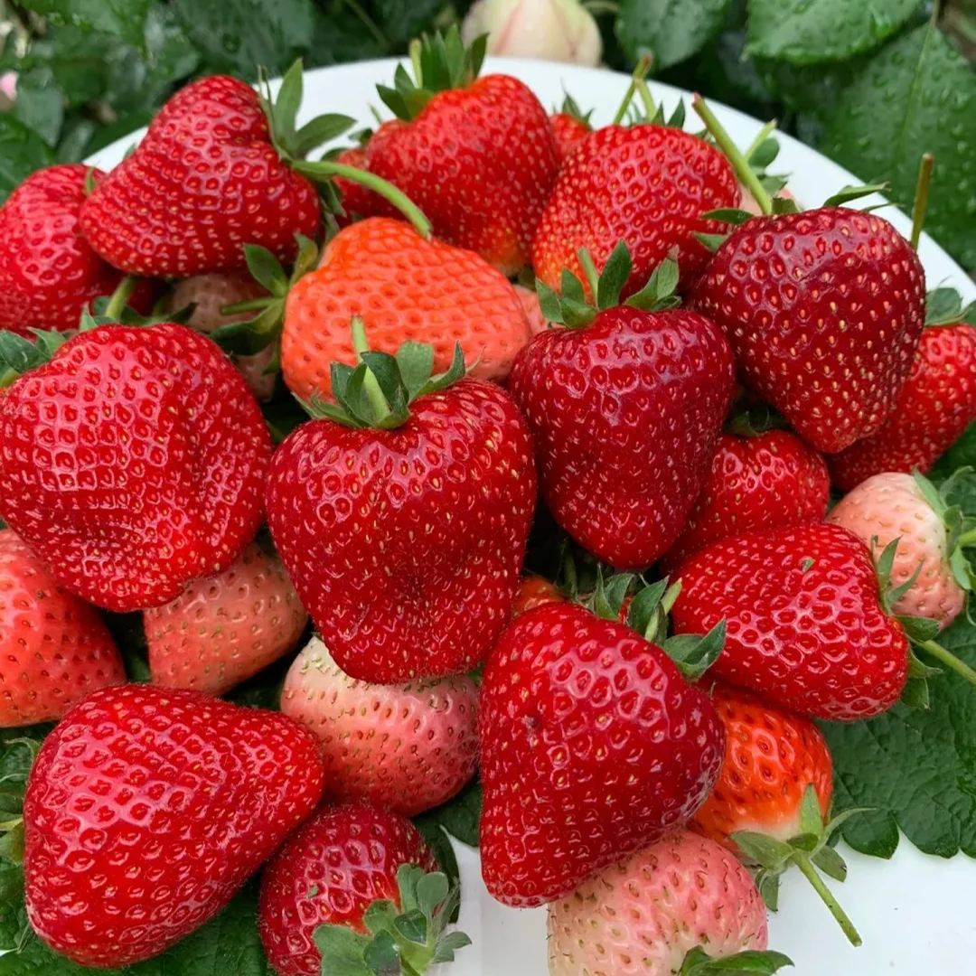Xuan Yu Strawberry Seeds