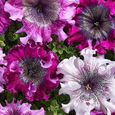 Giant Petunias Seeds