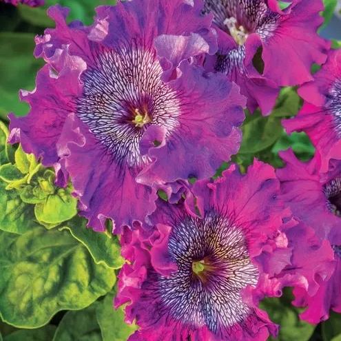 Giant Petunias Seeds