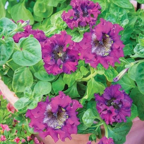 Giant Petunias Seeds