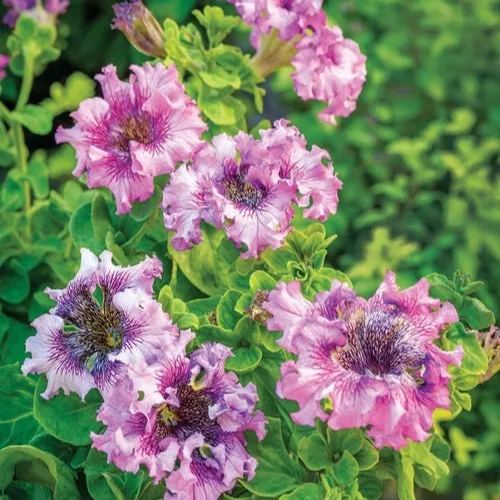 Giant Petunias Seeds