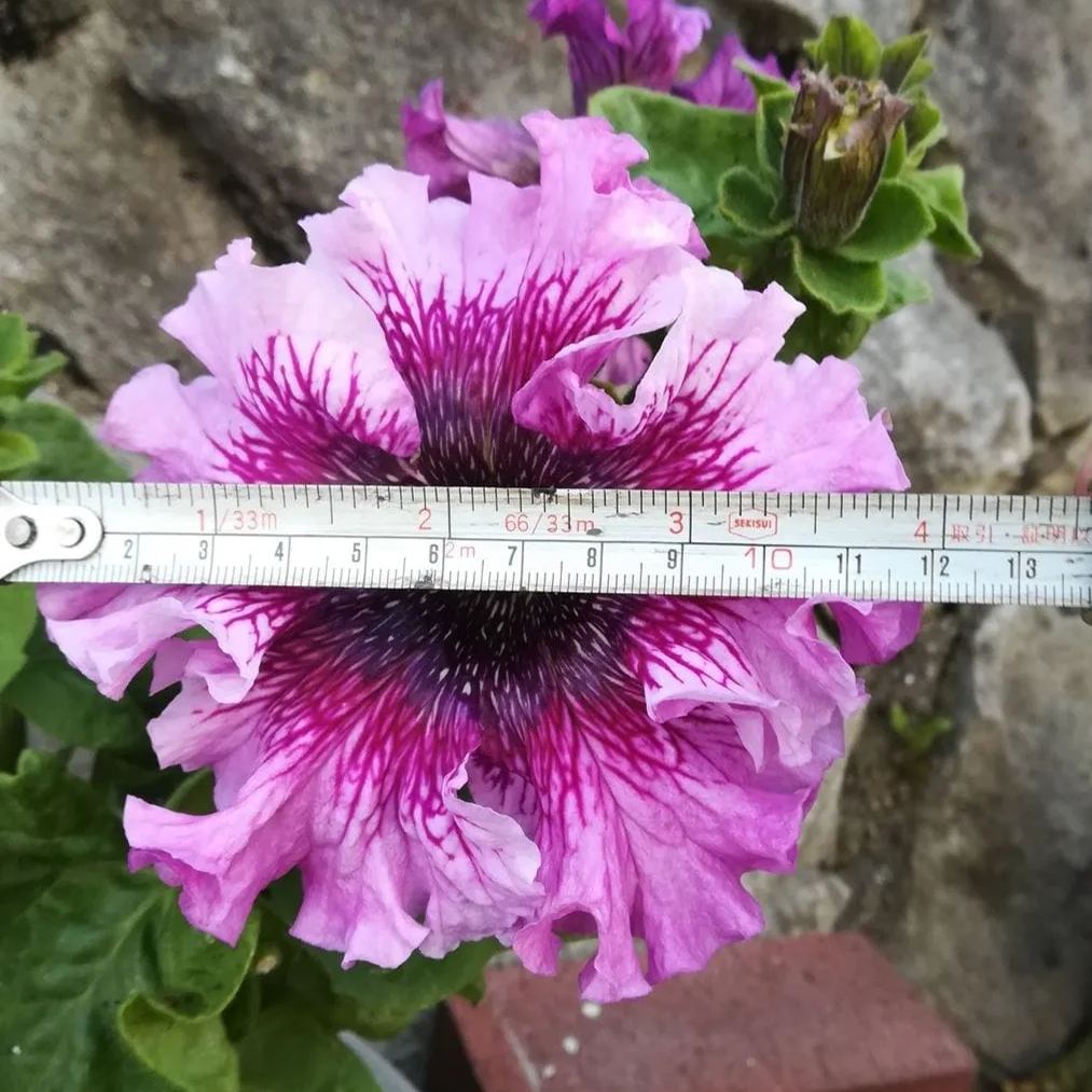 Giant Petunias Seeds