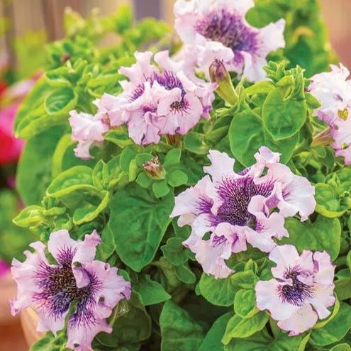 Giant Petunias Seeds