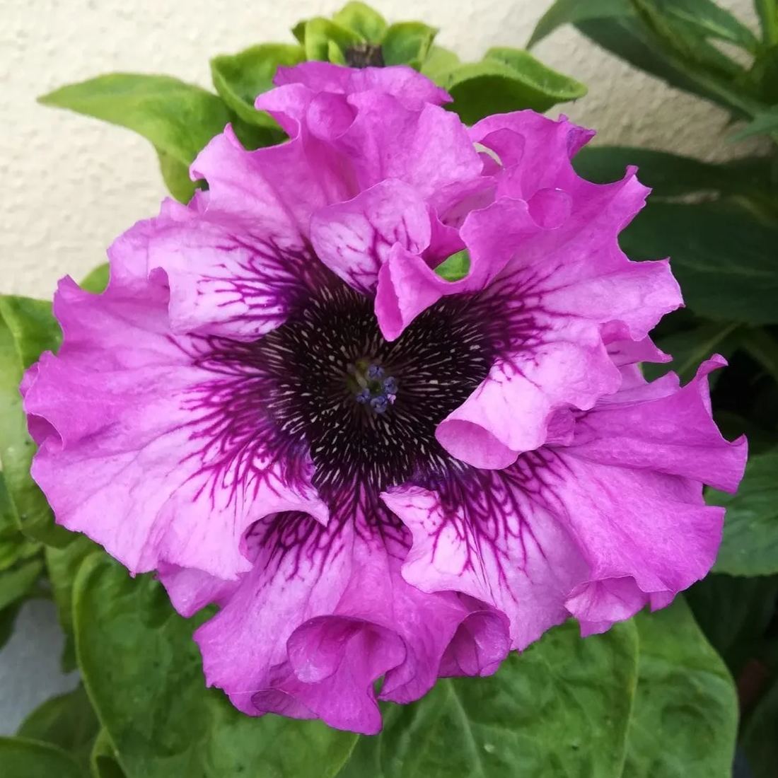 Giant Petunias Seeds