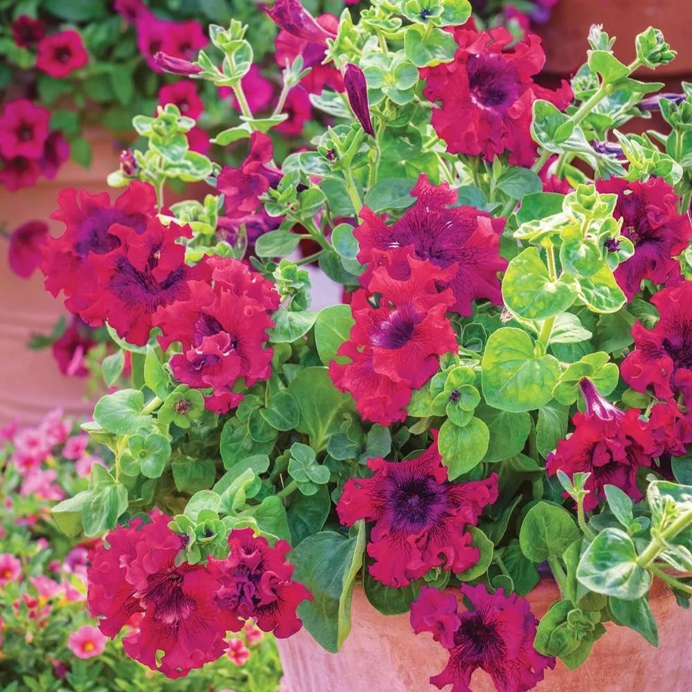 Giant Petunias Seeds