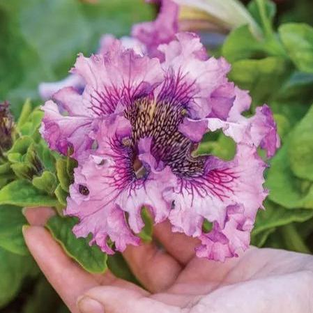 Giant Petunias Seeds