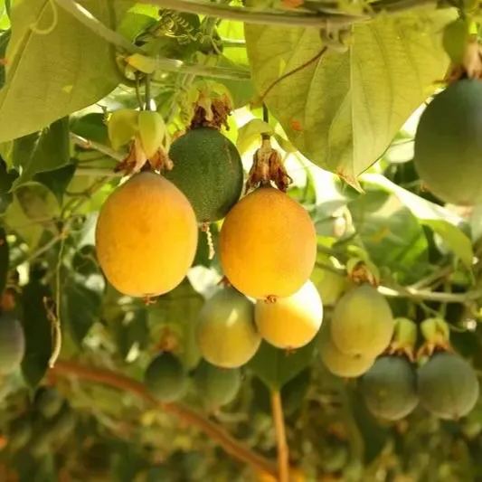 Gold Passion Fruit Seeds