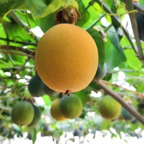 Gold Passion Fruit Seeds