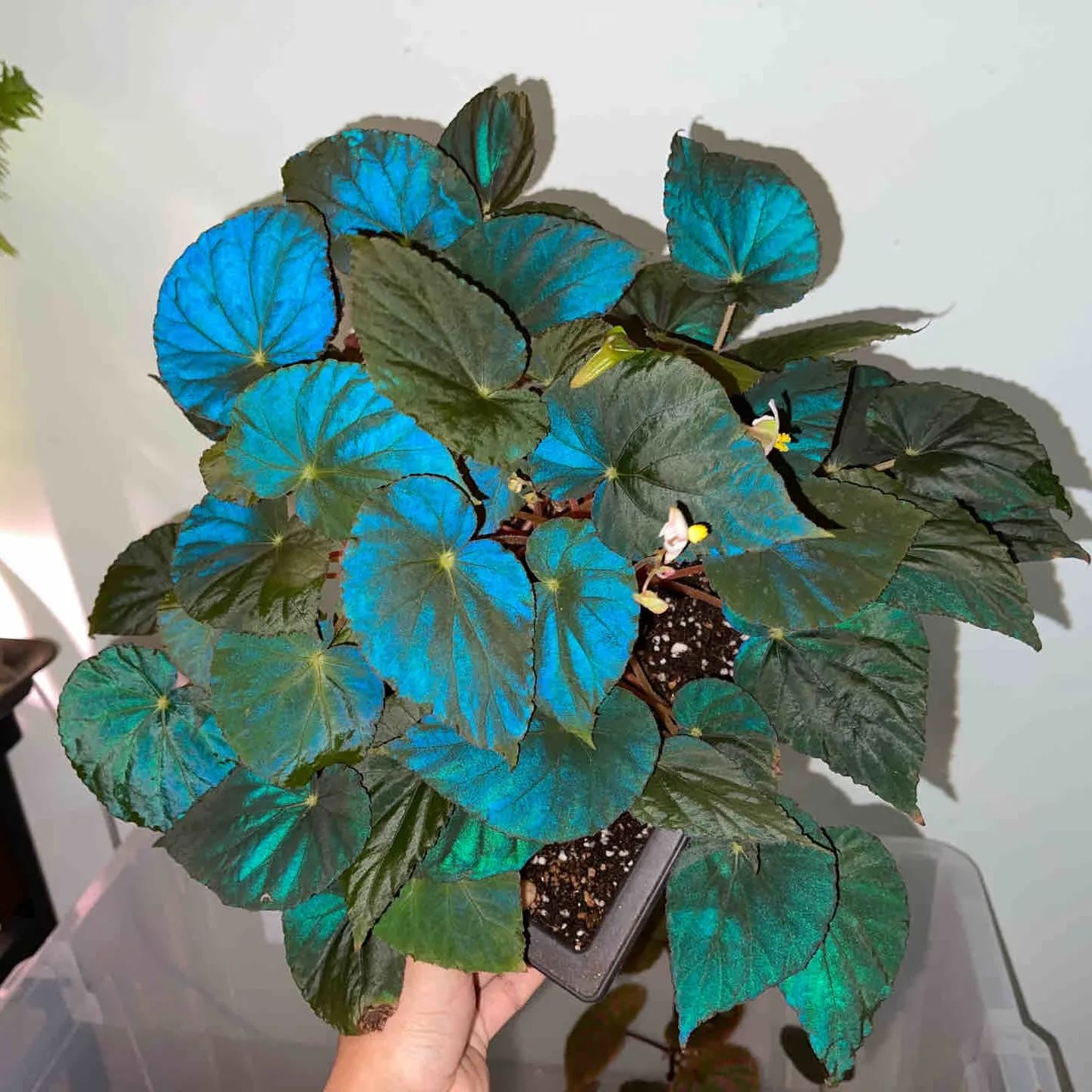 Blue Begonias