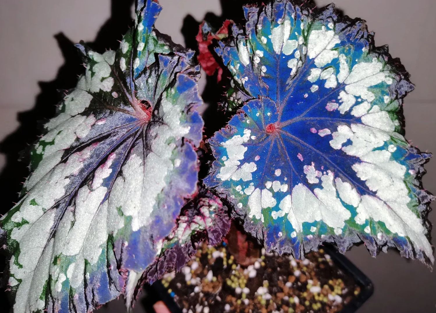 Blue Begonias