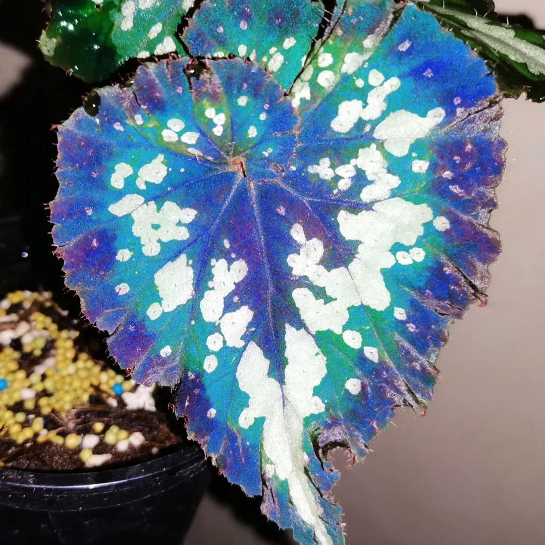 Blue Begonias