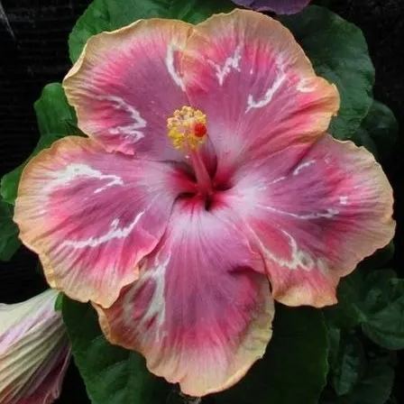 Giant Hibiscus Seeds, Rose Mallow Seeds, Frost-Resistant Flower Seeds