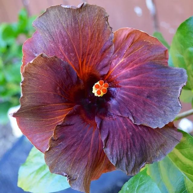 Giant Hibiscus Seeds, Rose Mallow Seeds, Frost-Resistant Flower Seeds