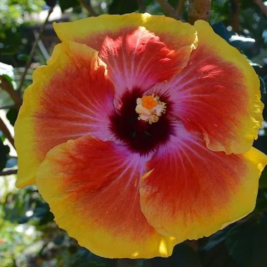 Giant Hibiscus Seeds, Rose Mallow Seeds, Frost-Resistant Flower Seeds