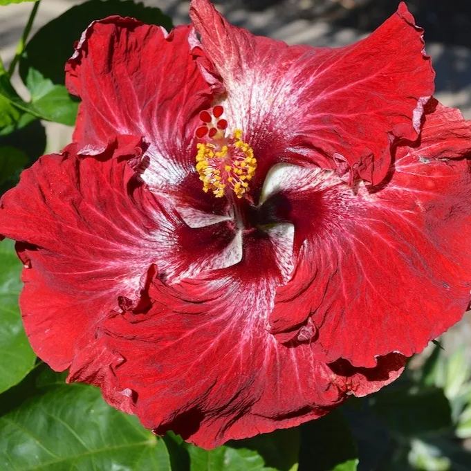Giant Hibiscus Seeds, Rose Mallow Seeds, Frost-Resistant Flower Seeds