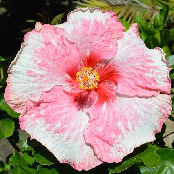 Giant Hibiscus Seeds, Rose Mallow Seeds, Frost-Resistant Flower Seeds