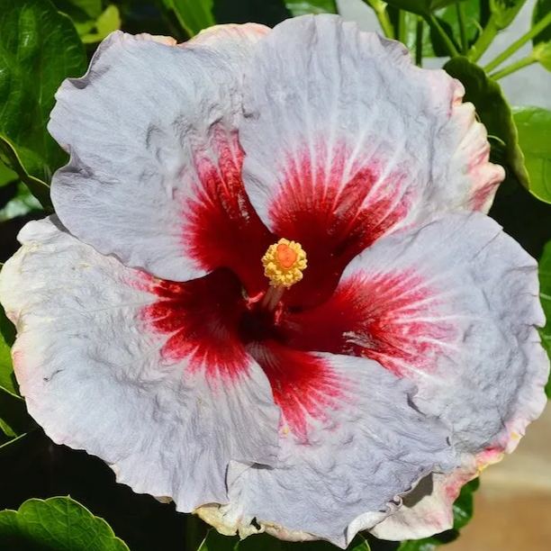Giant Hibiscus Seeds, Rose Mallow Seeds, Frost-Resistant Flower Seeds