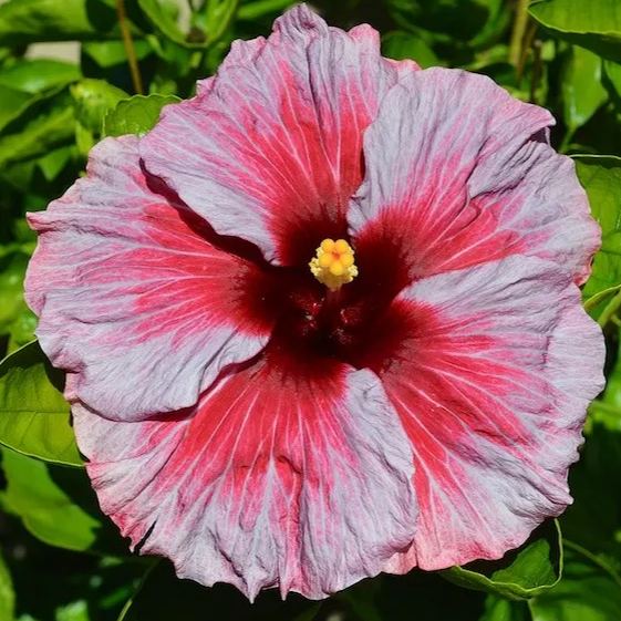 Giant Hibiscus Seeds, Rose Mallow Seeds, Frost-Resistant Flower Seeds