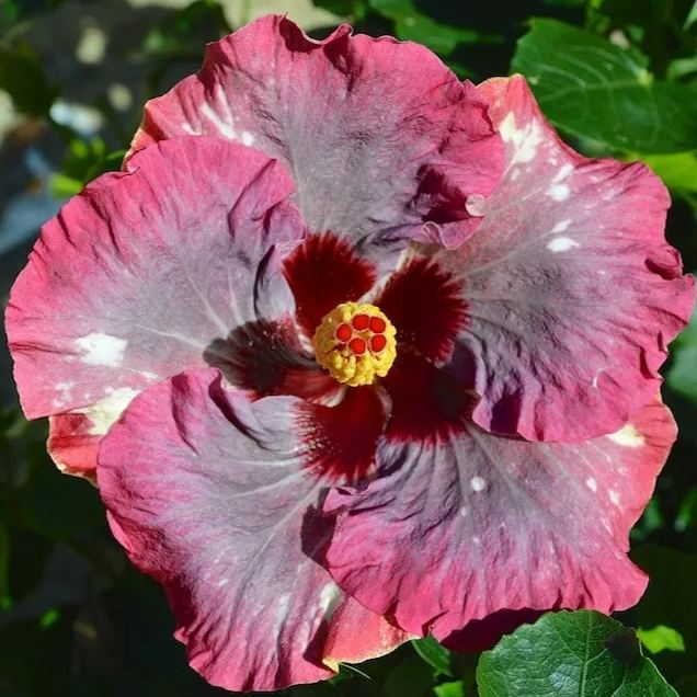 Giant Hibiscus Seeds, Rose Mallow Seeds, Frost-Resistant Flower Seeds