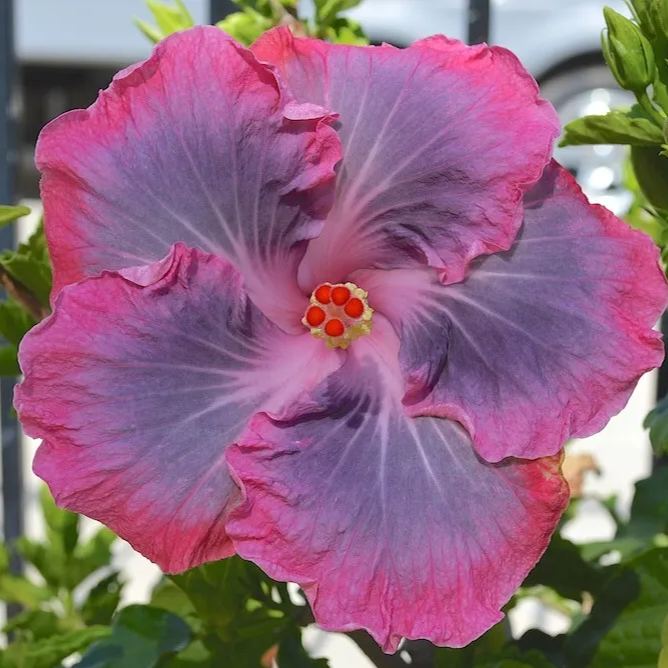 Giant Hibiscus Seeds, Rose Mallow Seeds, Frost-Resistant Flower Seeds