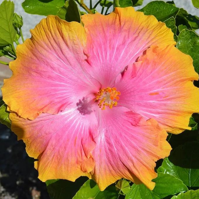 Giant Hibiscus Seeds, Rose Mallow Seeds, Frost-Resistant Flower Seeds