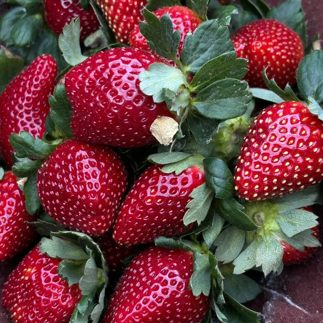 🪴Rare Strawberry Fruits Seeds🍓Various Strawberry
