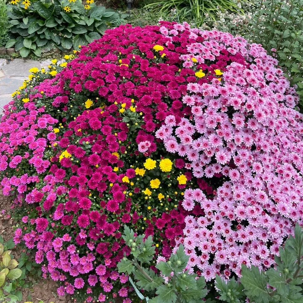 Perennial Mixed Color Candy Chrysanthemum Seeds