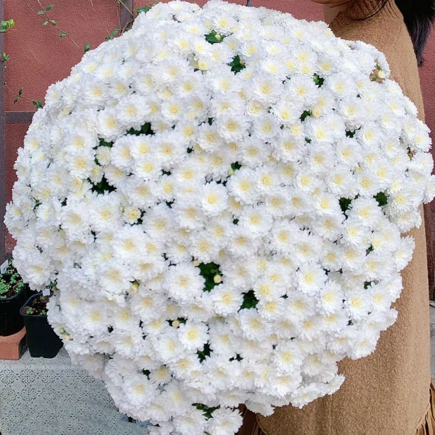 Perennial Mixed Color Candy Chrysanthemum Seeds