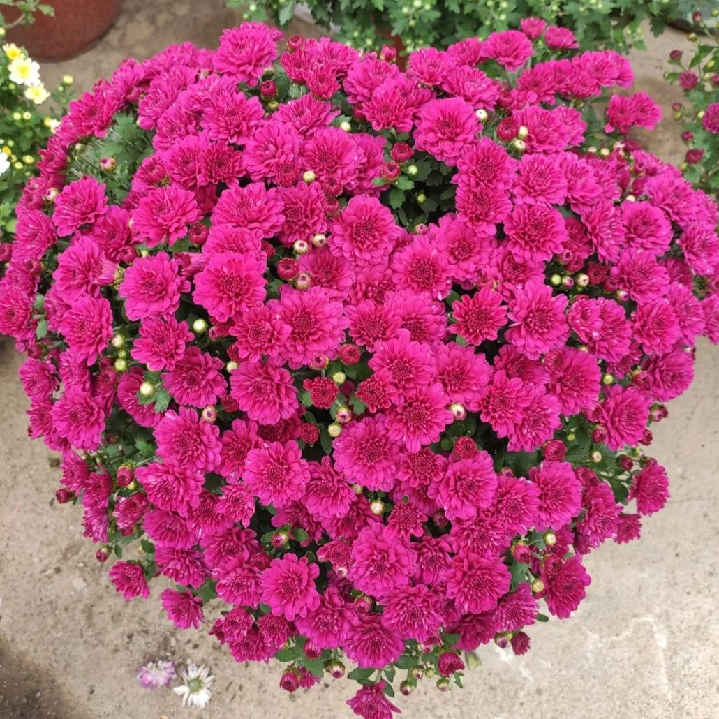 Perennial Mixed Color Candy Chrysanthemum Seeds