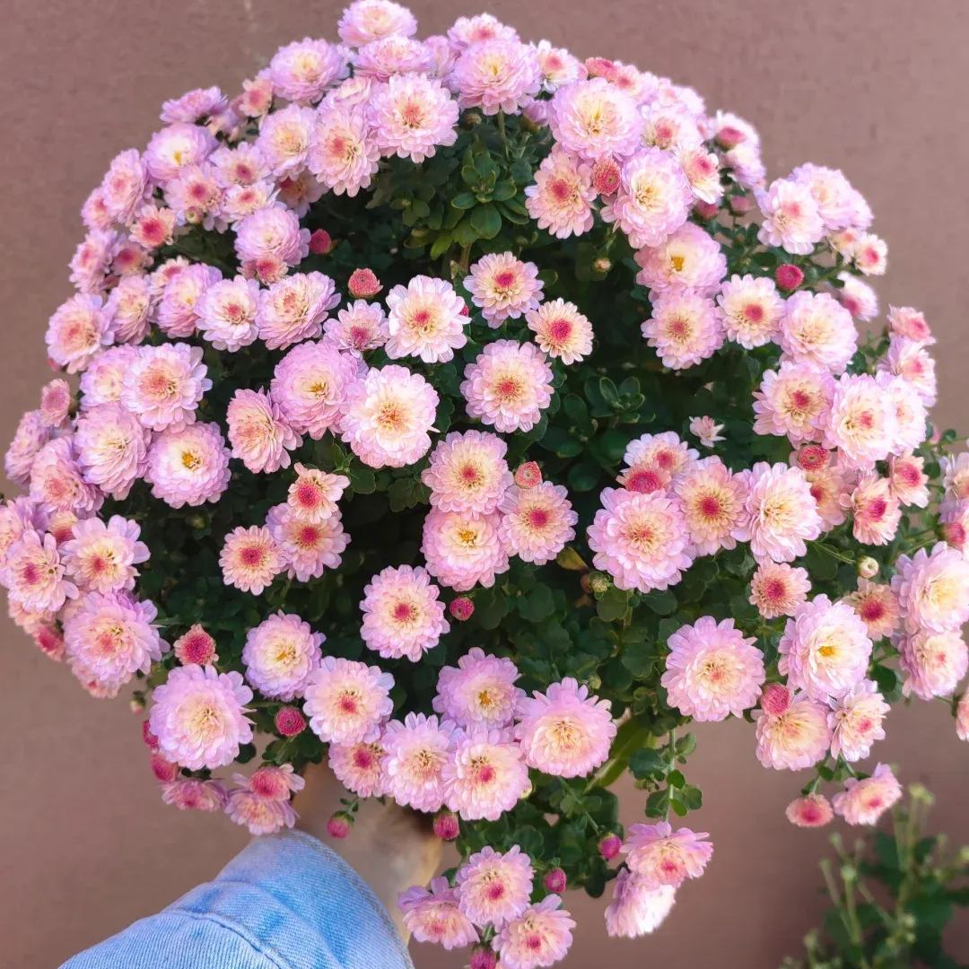 Perennial Mixed Color Candy Chrysanthemum Seeds