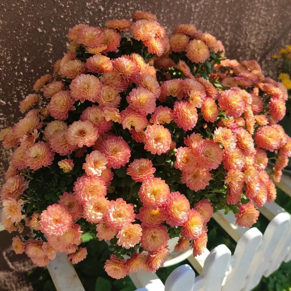 Perennial Mixed Color Candy Chrysanthemum Seeds