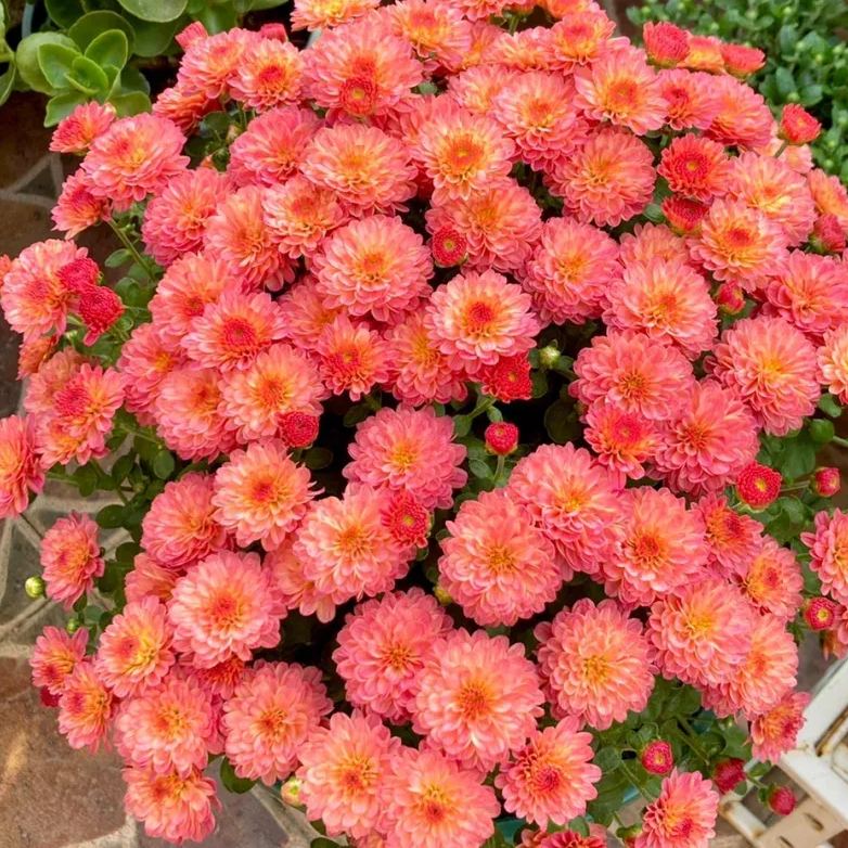 Perennial Mixed Color Candy Chrysanthemum Seeds