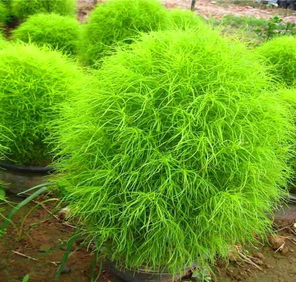 Bonsai Grass Broomsedge seeds 100 pcs hardy plants grass exotic ornamental seeds