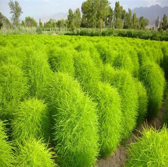 Bonsai Grass Broomsedge seeds 100 pcs hardy plants grass exotic ornamental seeds