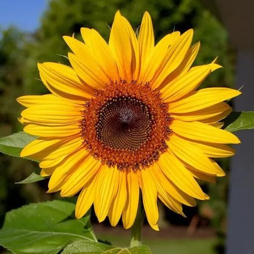 Sunflower Seeds, Heirloom And Non-GMO Seeds For Outdoor Garden