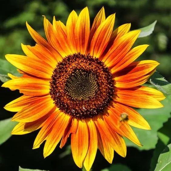 Sunflower Seeds, Heirloom And Non-GMO Seeds For Outdoor Garden