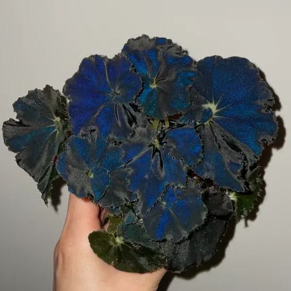 Blue Begonias