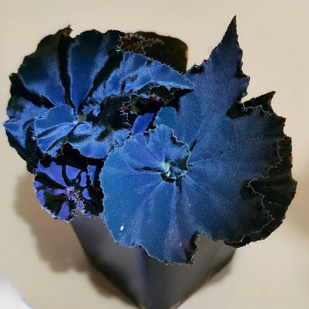 Blue Begonias