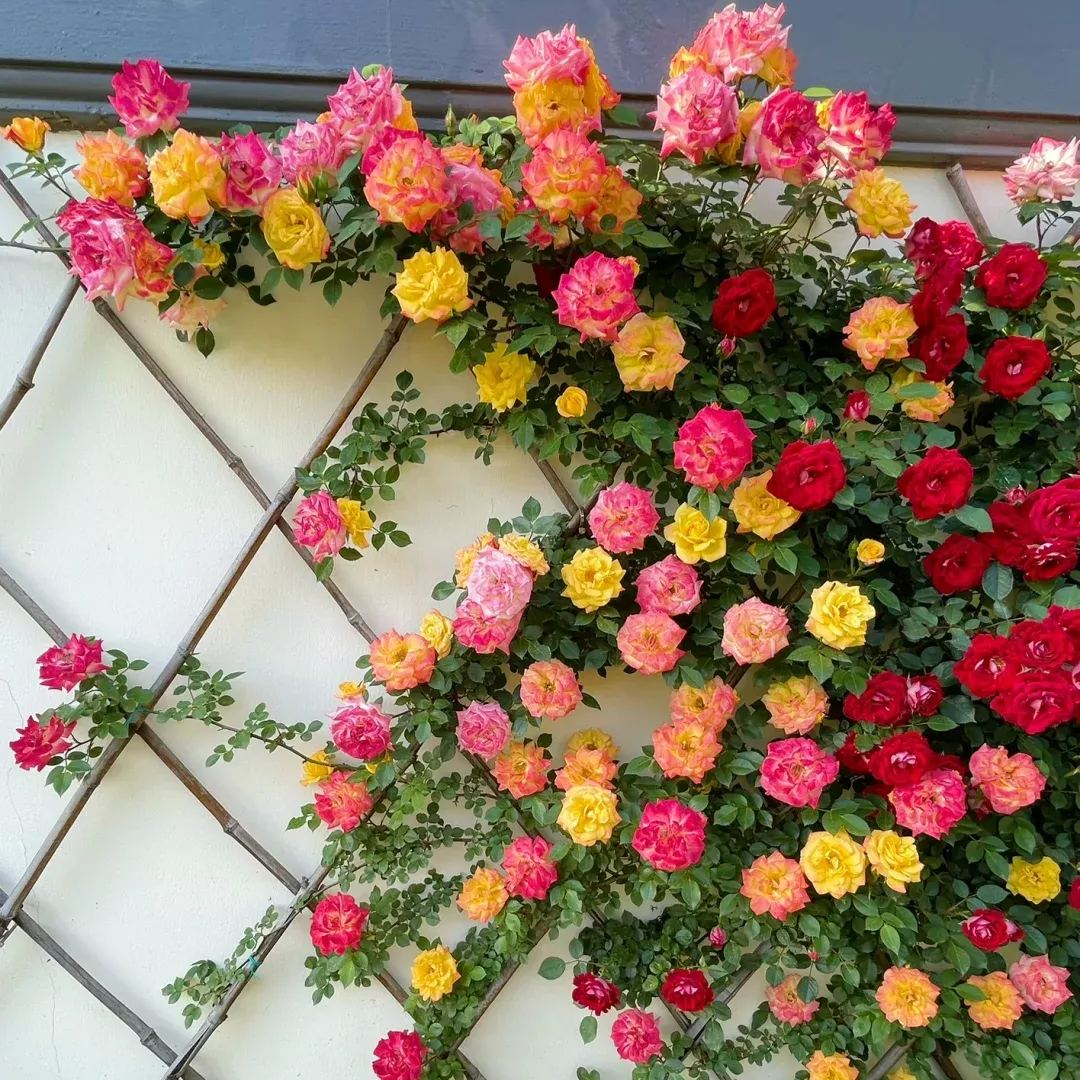 Rainbow's End, Cl Seeds, Climbing rose Seeds, Savaclend Seeds, Rainbow Wonderland Seeds