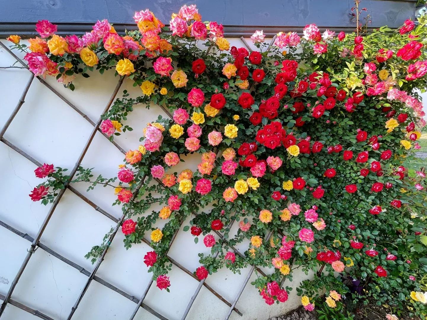 Rainbow's End, Cl Seeds, Climbing rose Seeds, Savaclend Seeds, Rainbow Wonderland Seeds