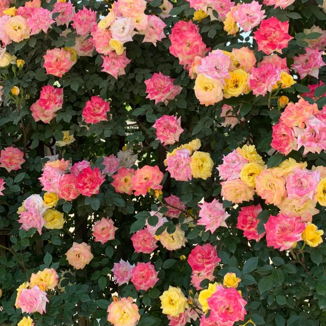 Rainbow's End, Cl Seeds, Climbing rose Seeds, Savaclend Seeds, Rainbow Wonderland Seeds