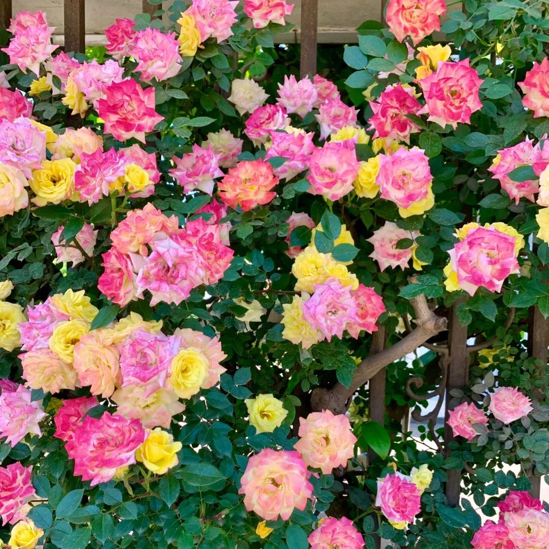 Rainbow's End, Cl Seeds, Climbing rose Seeds, Savaclend Seeds, Rainbow Wonderland Seeds