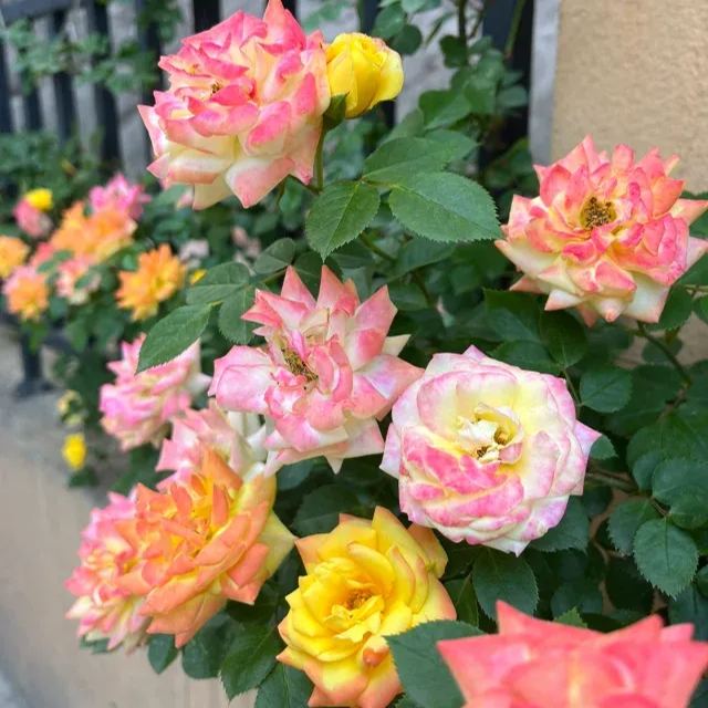 Rainbow's End, Cl Seeds, Climbing rose Seeds, Savaclend Seeds, Rainbow Wonderland Seeds