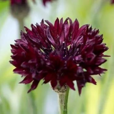 Cornflower / Bachelor Button Seeds