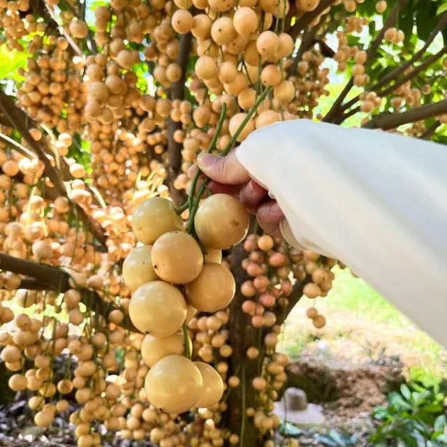 Burmese grape Seeds