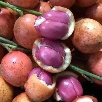 Burmese grape Seeds
