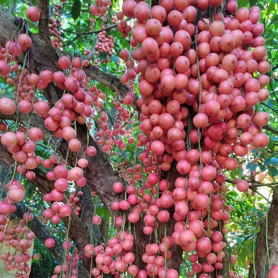 Burmese grape Seeds